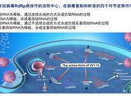 国产新冠口服药“民得维”获批上市！李兰娟：轻中度和高风险感染者均可获益